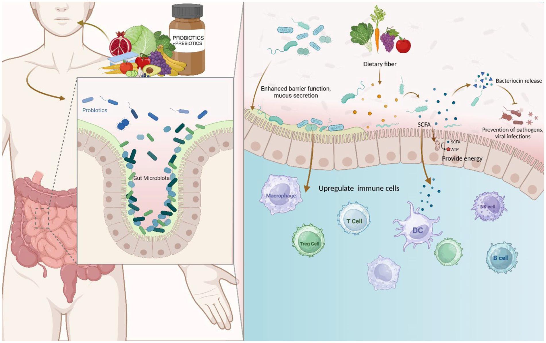 The image is an infographic illustrating the impact of probiotics and prebiotics on gut health and the immune system. On the left, there is a human figure with a focus on the digestive system, highlighting the intestines. Above the figure, there is an assortment of fruits and vegetables, along with a bottle labeled 'PROBIOTICS + PREBIOTICS.' An inset shows a close-up of the gut lining with 'Probiotics' and 'Gut Microbiota' labeled, depicting various bacteria. On the right, the diagram explains how dietary fiber enhances barrier function and mucus secretion, leading to the release of bacteriocins and prevention of pathogens and viral infections. It also shows the production of SCFA (short-chain fatty acids) providing energy and upregulating immune cells like macrophages, T cells, DC (dendritic cells), NK cells, and B cells.