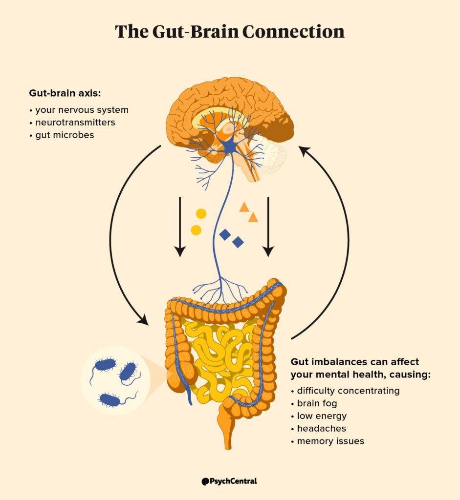 The image is an infographic titled 'The Gut-Brain Connection'. It visually represents the relationship between the gut and the brain, known as the gut-brain axis. The illustration includes a brain at the top and intestines at the bottom, connected by a blue line symbolizing communication between the two. The gut-brain axis is described as involving the nervous system, neurotransmitters, and gut microbes. On the left, there is a depiction of gut microbes as blue bacteria. On the right, text explains that gut imbalances can affect mental health, causing symptoms such as difficulty concentrating, brain fog, low energy, headaches, and memory issues.