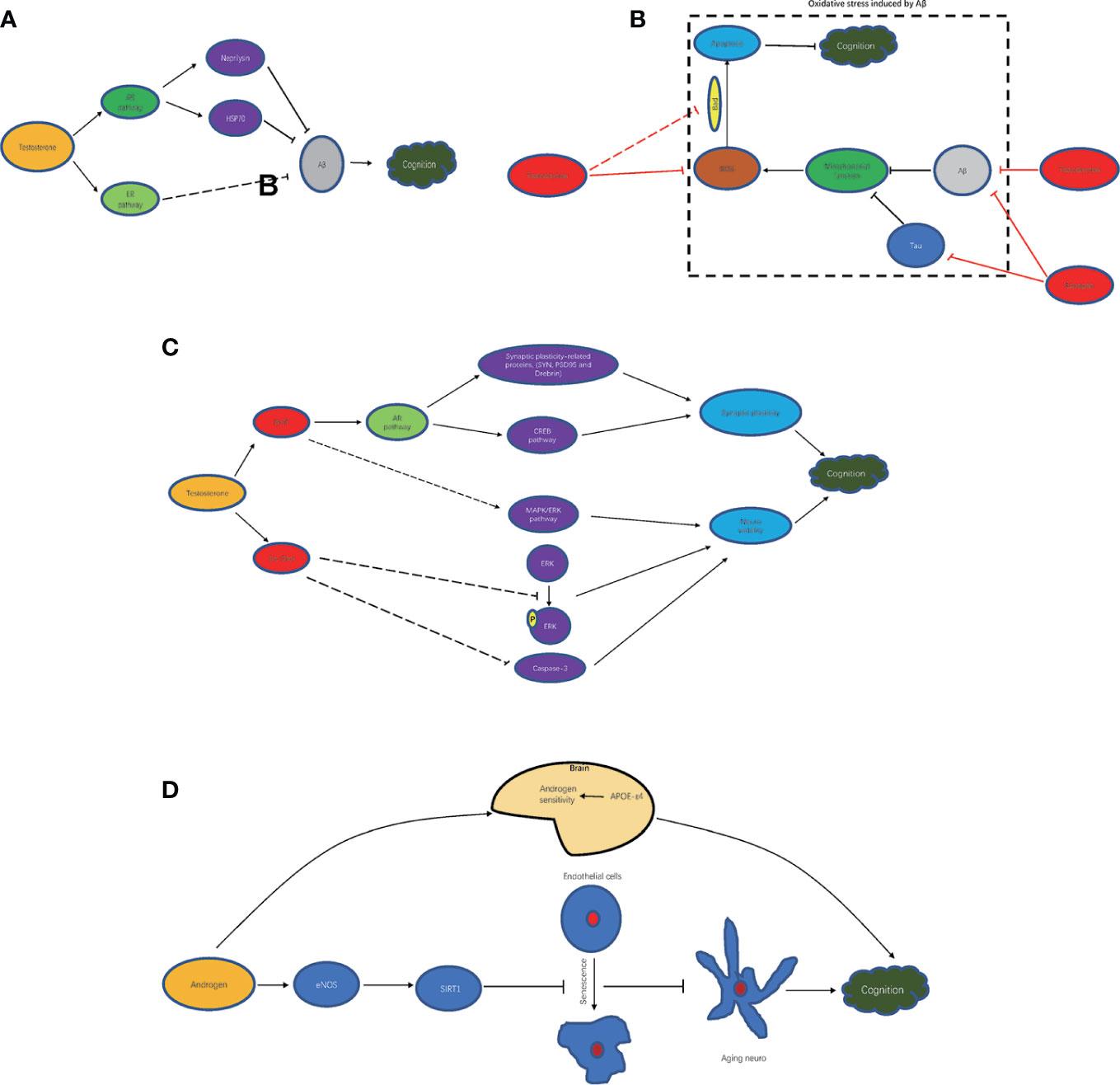 The image consists of four diagrams labeled A, B, C, and D, each depicting different pathways and interactions related to androgens and cognitive impairment. Diagram A shows a pathway involving testosterone, aromatase, HSP90, and cognition, with arrows indicating interactions. Diagram B illustrates a more complex network involving apoptosis, oxidative stress, mitochondria, and cognition, with a focus on the role of ROS. Diagram C presents pathways involving testosterone, TNF-α, and various signaling pathways like MAPK/ERK, leading to cognition. Diagram D highlights the role of androgens in the brain, showing interactions with endothelial cells and aging neurons, and their impact on cognition. The diagrams use various colors to differentiate elements and pathways.