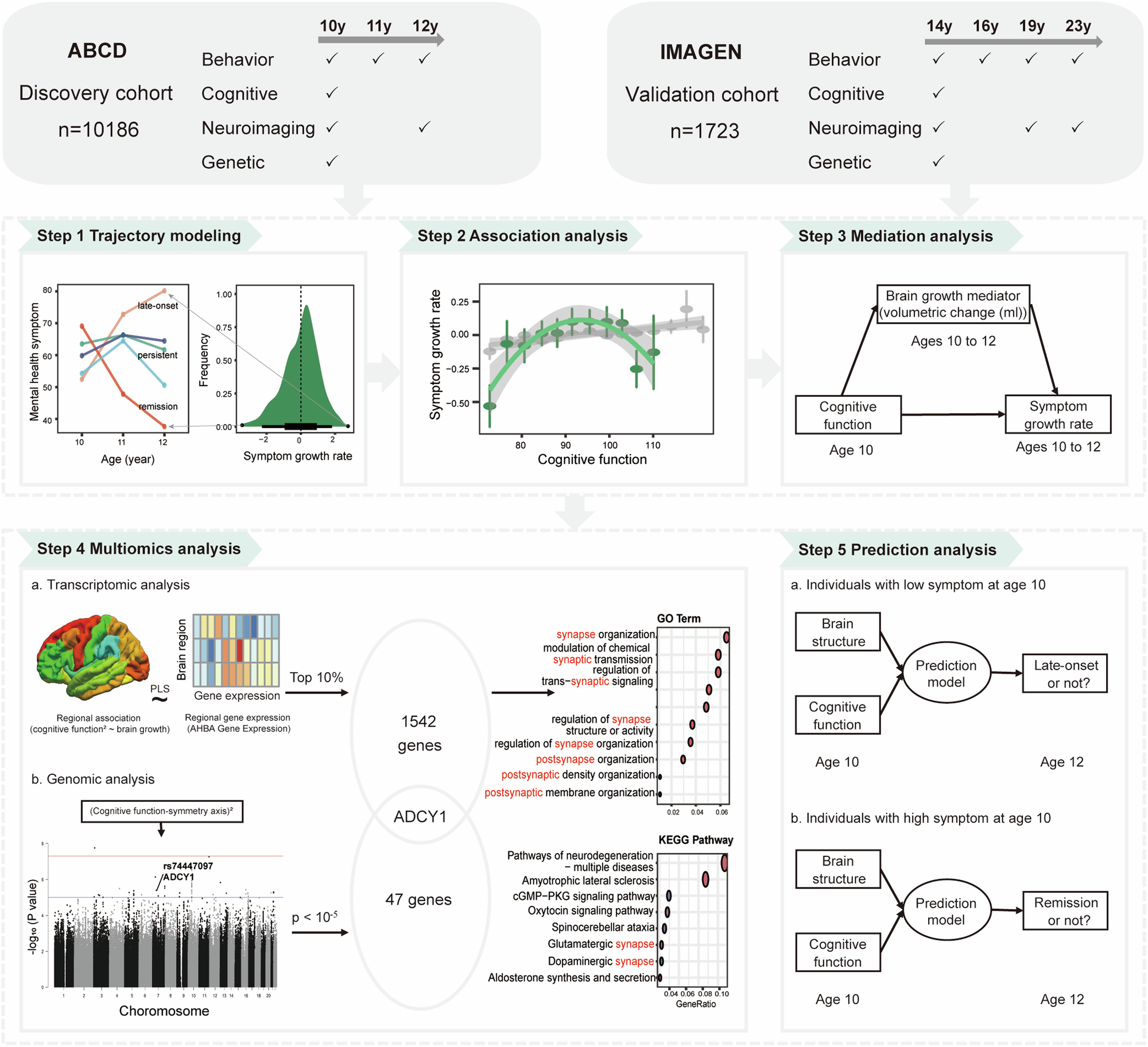 The image is a detailed infographic illustrating a study on cognitive predictors of mental health trajectories. It is divided into several sections, each representing a step in the research process. At the top, two cohorts are described: the ABCD Discovery cohort with 10,186 participants aged 10 to 12, and the IMAGEN Validation cohort with 1,723 participants aged 14 to 23. Both cohorts are analyzed for behavior, cognitive, neuroimaging, and genetic data.