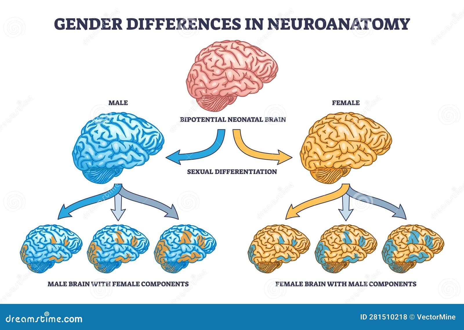The image is an infographic titled 'Gender Differences in Neuroanatomy.' It features a diagram illustrating the development of male and female brains from a 'Bipotential Neonatal Brain.' The central brain is depicted in pink, representing the initial state. Arrows labeled 'Sexual Differentiation' point towards a blue brain labeled 'Male' on the left and an orange brain labeled 'Female' on the right. Below each, there are smaller brains showing 'Male Brain with Female Components' and 'Female Brain with Male Components,' indicating the presence of opposite-gender components in each brain type. The image uses color coding to differentiate between male and female brain structures.