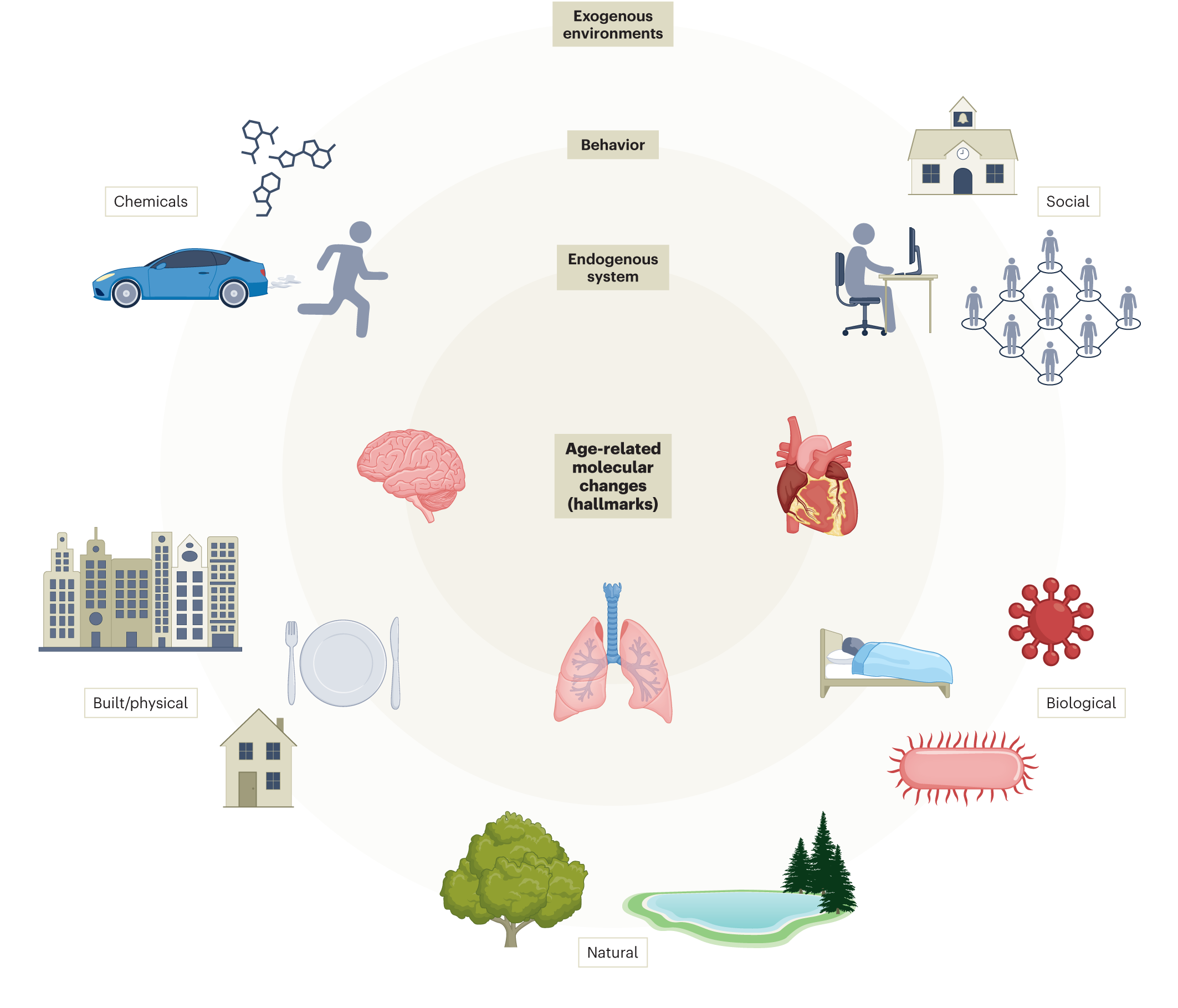The image is an infographic illustrating various factors influencing healthy aging. At the center, there is a label 'Age-related molecular changes (hallmarks)' surrounded by images of a brain, heart, and lungs, representing biological aspects. Around this central theme, several categories are depicted: 'Exogenous environments' with a car and chemical structures, 'Behavior' with a running figure, 'Endogenous system' with a sleeping person, 'Social' with a school and network of people, 'Built/physical' with buildings and a house, 'Biological' with a virus and bacteria, and 'Natural' with a tree and a pond. Each category is labeled accordingly, emphasizing the diverse environmental and biological factors impacting aging.