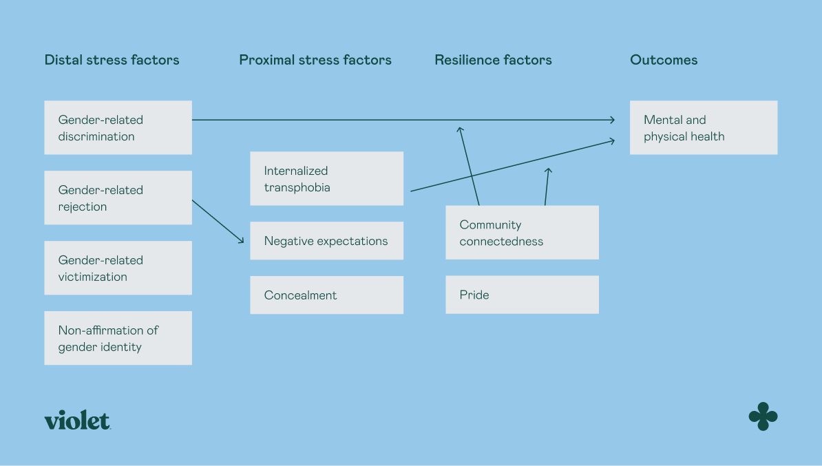 The image is an infographic illustrating the Minority Stress Framework related to LGBTQIA+ mental health. It is set against a light blue background and is divided into four main sections: 'Distal stress factors', 'Proximal stress factors', 'Resilience factors', and 'Outcomes'. Under 'Distal stress factors', there are four boxes labeled 'Gender-related discrimination', 'Gender-related rejection', 'Gender-related victimization', and 'Non-affirmation of gender identity'. Arrows connect these to 'Proximal stress factors', which include 'Internalized transphobia', 'Negative expectations', and 'Concealment'. These are further connected to 'Resilience factors', which are 'Community connectedness' and 'Pride'. Finally, arrows lead to 'Outcomes', which is labeled 'Mental and physical health'. The bottom left corner has the word 'violet', and there is a small clover-like symbol in the bottom right corner.