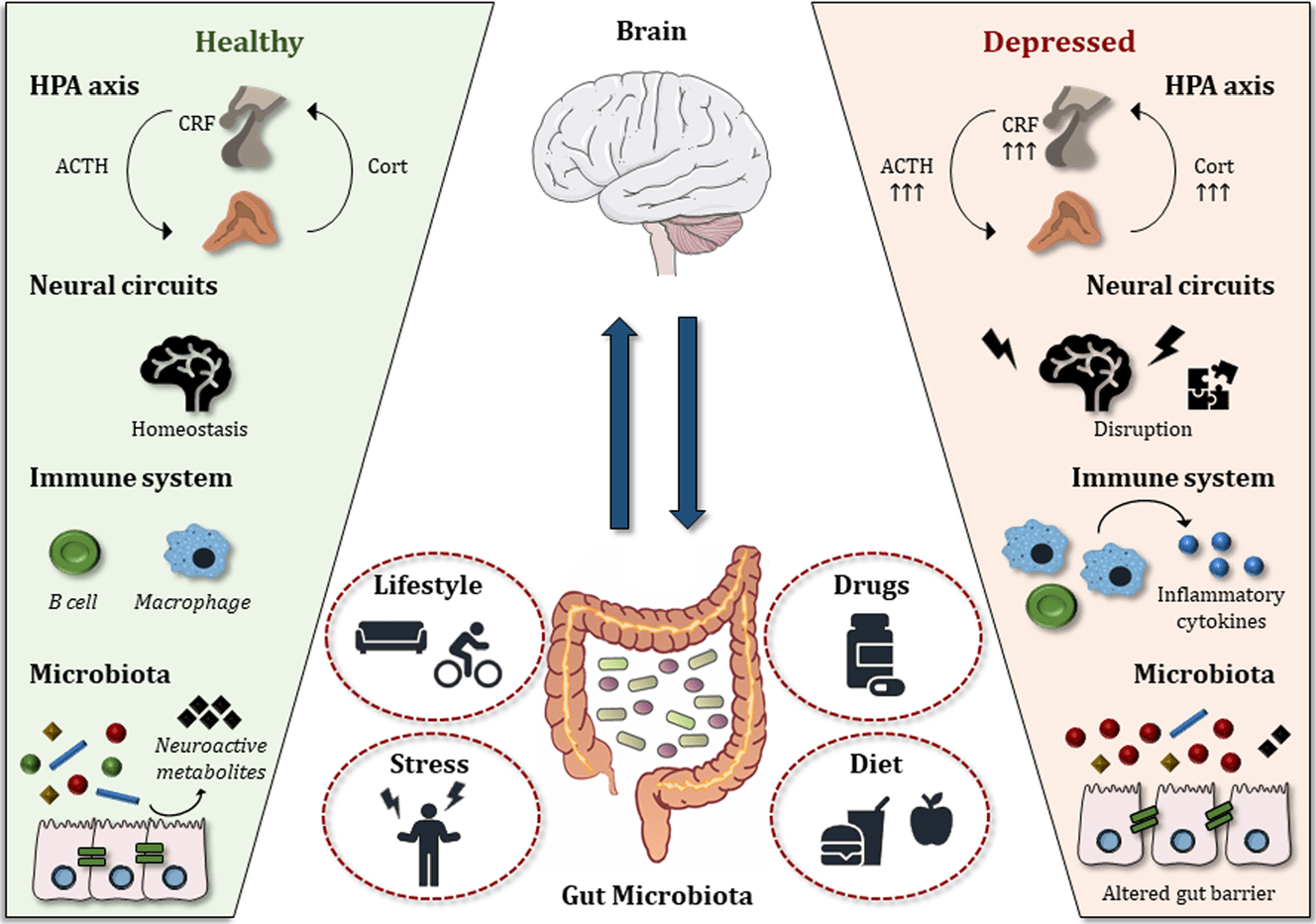The image is an infographic illustrating the relationship between the gut microbiota and brain function, comparing healthy and depressed states. On the left, the 'Healthy' section is highlighted in green, showing a balanced HPA axis with normal levels of ACTH, CRF, and Cort. Neural circuits are depicted as maintaining homeostasis, and the immune system is represented by B cells and macrophages. The microbiota is shown with neuroactive metabolites. On the right, the 'Depressed' section is highlighted in red, indicating elevated levels of ACTH, CRF, and Cort in the HPA axis. Neural circuits are shown as disrupted, and the immune system includes inflammatory cytokines. The microbiota is depicted with an altered gut barrier. In the center, a brain and gut are connected by arrows, symbolizing the gut-brain axis. Surrounding the gut are icons representing lifestyle, stress, drugs, and diet, indicating their influence on gut microbiota.