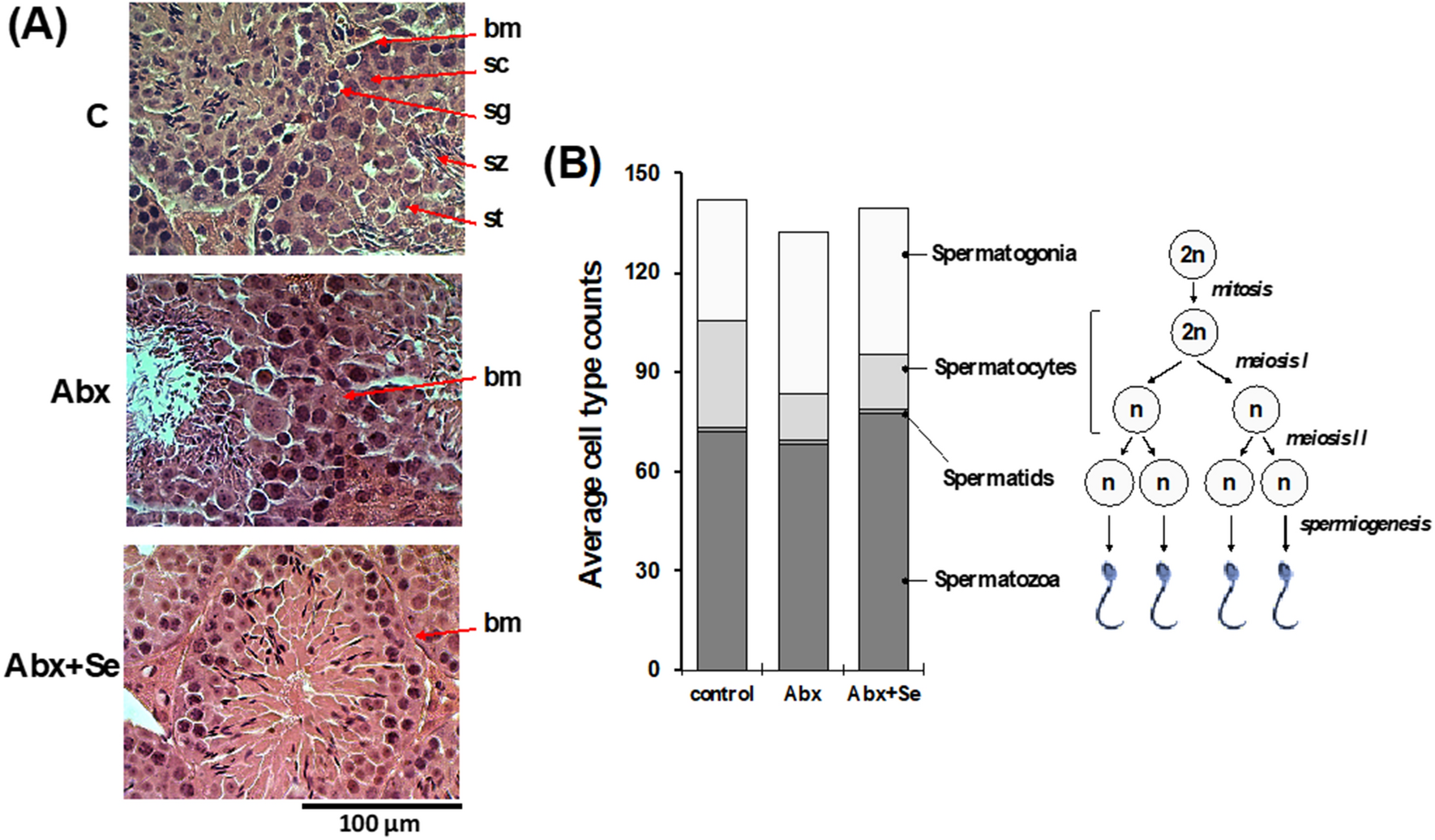 The image consists of two main sections labeled (A) and (B). Section (A) contains three microscopic images of testicular tissue labeled 'C', 'Abx', and 'Abx+Se'. Each image shows cellular structures with labels pointing to different parts: 'bm', 'sc', 'sg', 'sz', and 'st'. The scale bar at the bottom indicates 100 micrometers. Section (B) features a bar chart showing 'Average cell type counts' for 'control', 'Abx', and 'Abx+Se' groups. The chart is divided into segments representing 'Spermatogonia', 'Spermatocytes', 'Spermatids', and 'Spermatozoa'. To the right, there is a diagram illustrating the process of spermatogenesis, including stages like 'mitosis', 'meiosis I', 'meiosis II', and 'spermiogenesis', with corresponding cell types and their ploidy levels (2n, n).