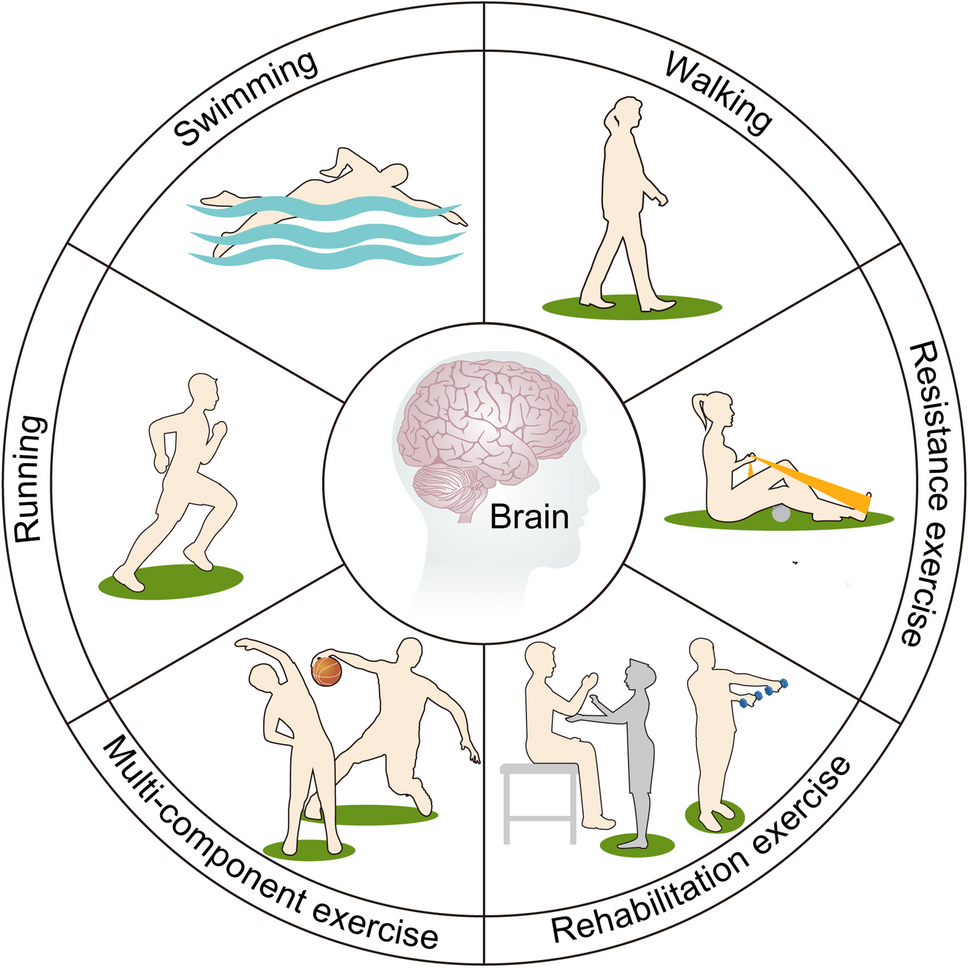 The image is a circular diagram illustrating different types of exercises and their connection to brain health. At the center, there is an illustration of a brain labeled 'Brain'. Surrounding the brain are six segments, each depicting a different type of exercise. These segments are labeled as 'Swimming', 'Walking', 'Resistance exercise', 'Rehabilitation exercise', 'Multi-component exercise', and 'Running'. Each segment contains a simple illustration of a person performing the respective exercise. The overall theme suggests the positive impact of various exercises on brain health.