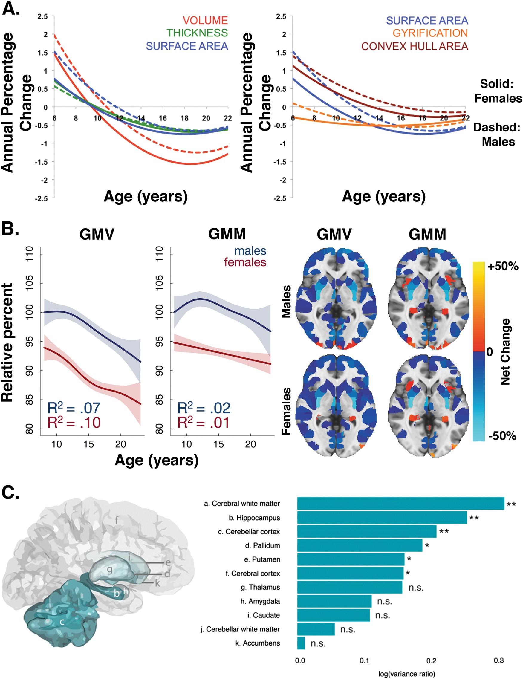 The image is a scientific infographic divided into three main sections labeled A, B, and C, each presenting data related to brain development and sex differences. Section A features two line graphs showing annual percentage changes in brain volume, thickness, surface area, gyrification, and convex hull area across ages 8 to 22. The graphs differentiate between males and females using solid and dashed lines, respectively. Section B includes two line graphs labeled GMV and GMM, depicting relative percent changes over age for males and females, with accompanying brain scans showing net changes in color gradients from -50% to +50%. Section C displays a diagram of a brain with labeled regions and a bar chart indicating the log(variance ratio) for different brain areas, with significance levels marked by asterisks. The text and labels are in English.