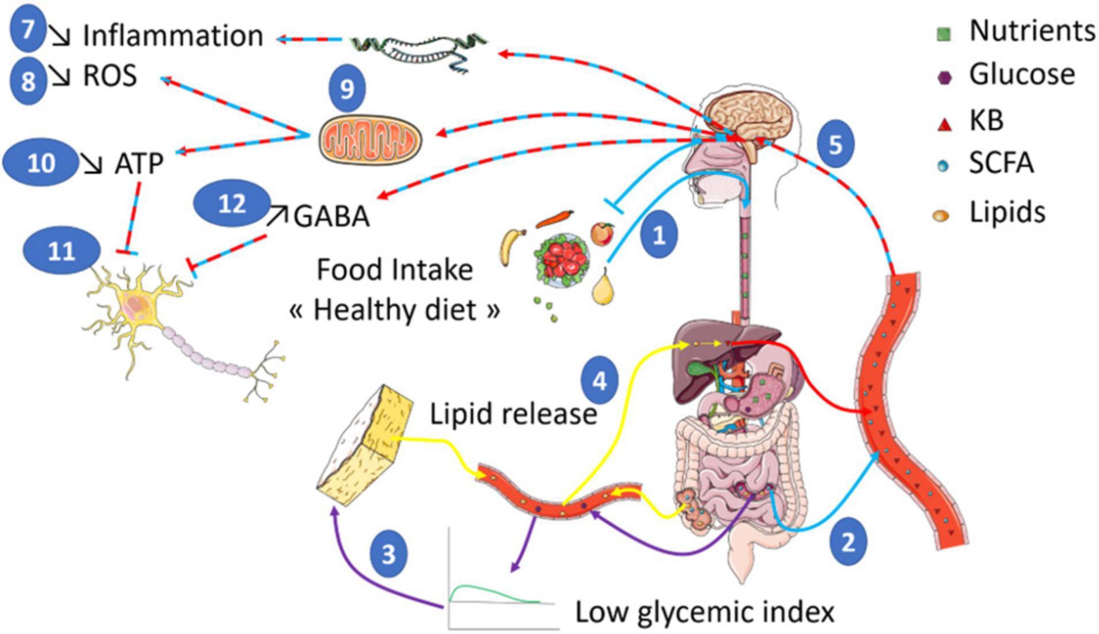 The image is an infographic illustrating the impact of a healthy diet on metabolic homeostasis and brain function. It features a diagram of the human digestive system, including the brain, stomach, intestines, and liver. Various pathways are shown with arrows indicating the flow of nutrients and their effects. Key elements include food intake labeled as 'Healthy diet', lipid release, and a low glycemic index. The diagram highlights processes such as inflammation, ROS (reactive oxygen species), ATP production, and GABA release. Nutrients, glucose, KB (ketone bodies), SCFA (short-chain fatty acids), and lipids are represented with different symbols. The infographic uses numbered steps to guide the viewer through the process, emphasizing the connection between diet and brain health.