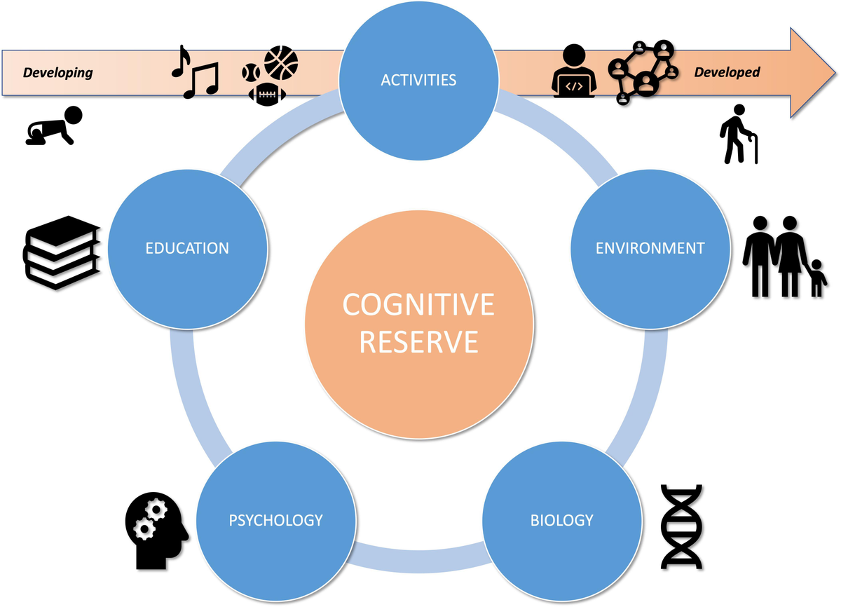 The image is an infographic illustrating the concept of 'Cognitive Reserve.' At the center is a large circle labeled 'Cognitive Reserve' in orange. Surrounding it are four blue circles labeled 'Education,' 'Environment,' 'Psychology,' and 'Biology,' each with corresponding icons: books for education, a family for environment, a head with gears for psychology, and a DNA strand for biology. Above these circles is a horizontal arrow labeled 'Activities,' transitioning from 'Developing' on the left, with icons of a crawling baby and musical notes, to 'Developed' on the right, with icons of a person coding and an elderly person. The arrow symbolizes the progression of activities from developing to developed stages.